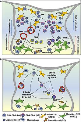 Neurotransmitters Modulate Intrathymic T-cell Development